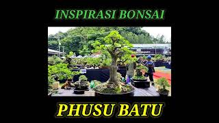 INSPIRASI BONSAI PHUSU BATU # BONSAI KONTES CLASS PRATAMA