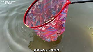 既能浮钓鲢鳙又能底钓大青鱼？鱼竿测评：金泉青龙6H轻量大物竿！