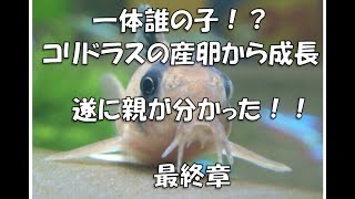 最終章　一体誰の子か分かった！ コリドラス稚魚 Breeding of Corydoras