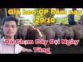 Phòng Dịch Tả Châu Phi Như Thế Nào Cho An Toàn, Hiệu Quả,@nongtraihoakieu