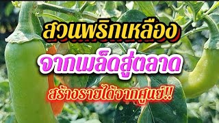 สวนพริกเหลือง|จากเมล็ดสู่ตลาด|สร้างรายได้จากศูนย์!!