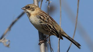 ♪鳥くん野鳥動画・シベリアジュリンPallas'sReedBuntingきょろきょろ20210223 6Z3A8827（）