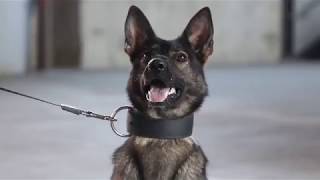 Georgia Tech K-9 Unit is the golden standard in the state