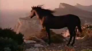 Como os cavalos .wmv