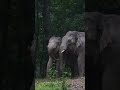 สองหนุ่ม เมฆา กับพลายหลง เขาใหญ่ forestelephant wildlife elephannature animals ช้าง