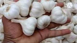 January  2025 नीमच मंडी 🧄 लहसुन के होलसेल भाव neemuch mandi today garlic market price