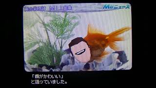 トモダチコレクション　Miiニュース　夏の風物詩　Mii金魚