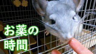 【チンチラ お薬の時間】お薬の飲ませ方をマスターしました　ゆきちゃん　Chinchilla Medicine time  I mastered how to take medicine