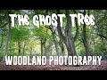 Woodland Photography, The Ghost Tree