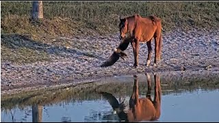 SWFL Eagles ~ M15 Horsing Around At The Pond! 🐴 Horse Flushes M15 Out! Flies To DSPS To Perch 2.7.25