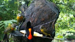 Bird watching, feeding, Rio Claro, Costa Rica