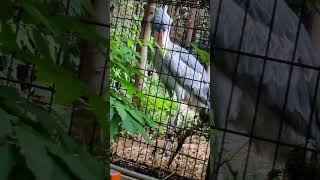 サーナ　ハシビロコウ　上野動物園　#shoebill #ハシビロコウ  #sana  # サーナ #uenozoo  #上野動物園  # 頭をフリフリするハシビロコウ