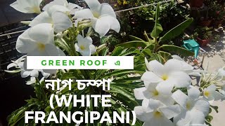 GREEN ROOF এ নাগ চম্পা (White Frangipani) ।। নাগ চম্পা গাছের সম্পূর্ণ পরিচর্যা ।।