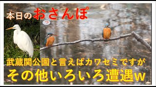 武蔵関公園と言えばカワセミですがその他いろいろ遭遇w・本日のおっさんぽ