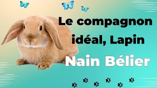 Lapin Nain Bélier : un Animal de Compagnie Idéal ?