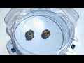 beyblade burst evolution india unboxing fafnir f3 drain fafnir .8.nt takara tomy