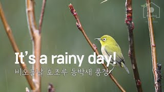 Warbling white-eye | 꽃샘달_호조루_창가의새_비오는날의동박새_2025.02.01