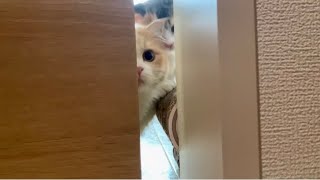 ♡ドアの隙間から入れてほしそうに覗く猫ちゃん達の顔がズルすぎる【短足マンチカン子猫】