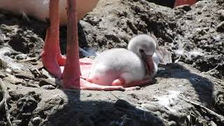 オオフラミンゴの雛　Greater flamingo juvenile  2018 0630