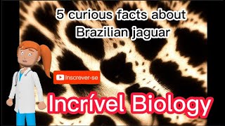 5 Curious facts about Brazilian Jaguar @WikiHow8