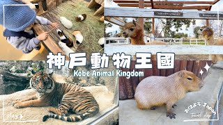 跟著小孩玩日本｜神戶動物王國 Kobe Animal Kingdom－可愛到爆表之動物都在趴趴造｜手裡有飼料的小孩超受歡迎｜水豚君也會等下班😆｜🇯🇵日本親子自由行｜travel vlog｜歐哩哩銘銘