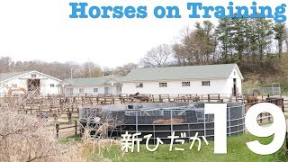 [かわいい]お馬さん＠トレーニング中（北海道新ひだか町　サラブレッド）/[cute]The horses are on the training