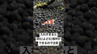 ビーシュリンプ 飼育 コツ ノウハウ