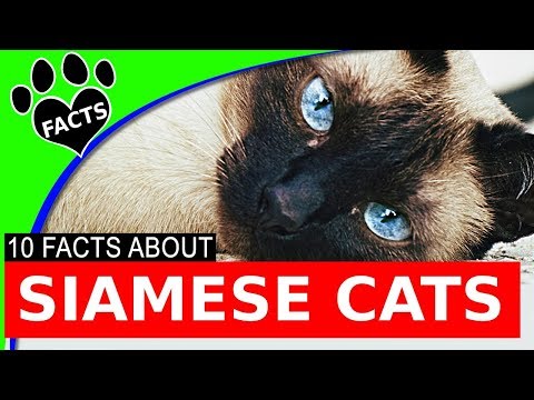 Cats 101: Siamese Cats Most Popular Cat Breeds Facts - Animal Facts Cats 101: Siamese Cats Most Popular Cat Breeds Facts - Animal Facts