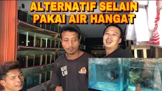 MANFAAT JEMUR IKAN CUPANG DI PAGI HARI