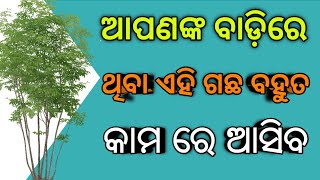 ପୁରୁଷ ର ସମସ୍ତ ଗୁପ୍ତ ରୋଗ ର ସମସ୍ୟା ଦୂୂର କରେ ଏହି ବୁଟି ||  Healthy Tips