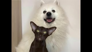 Japanese Spitz Azarni \u0026 Oriental Shorthair Cat Yolly