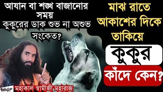 মাঝরাতে আকাশের দিকে তাকিয়ে কুকুর কাঁদে কেন? আযান বা শঙ্খ বাজানোর সময় কুকুর ডাকা শুভ নাকি অশুভ ?