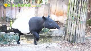 【東山動植物園公式】マレーバクのヒサのお散歩？《 マレーバク　バク 》