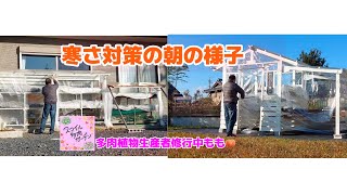 【多肉植物】【多肉棚】【多肉小屋】寒さ対策朝のルーティン❄️