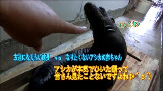 【アシカ】見たことないでしょ・・・アシカがひいた顔( ﾟДﾟ)（伊勢シーパラダイス／水族館）