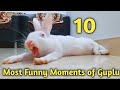 Khargosh trained Guplu ka most funny and cutest video clips || khargosh ka video|| Funny Bunny video