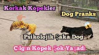 Köpeklere İlginç ve Sıradışı Şakalar Köpek Şoku +Dog Prank Korkak Dean Denz