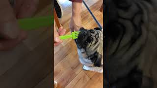 【パグ】制止されても制止されても立ち上がるパグ　20250111  #パグ #puglife