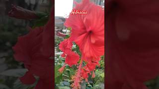 Hibiscus flower #ytubeshorts #floweringplant #garden #music #song #newsong #love