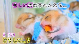 【１つの壁】苦しむ子ハムスター..!?うまく使えない助けて..