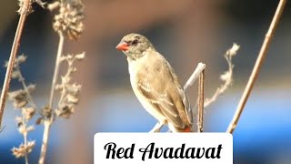 Red Avadavat