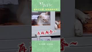 貓咪咪咪不出櫃