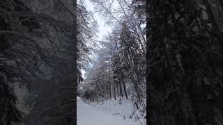 Лес.Снег.Зима.Сахалин. Южно-Сахалинск.