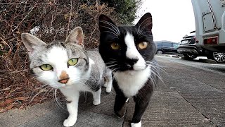 今日は暖かかったのでハスクバーナで猫動画撮影ツーリングに行ってきました