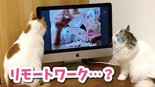 リモート通話で猫にご飯をあげてみた【おしゃべりする猫】 【猫アテレコ】