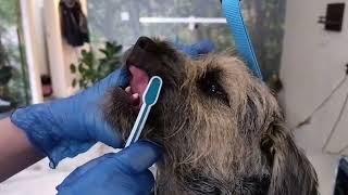 clean a dog's teeth with an emmi pet toothbrush