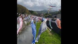 【能登ドライブ】大谷川鯉のぼり川渡しフェスティバル