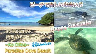 Paradise Cove Beach in Ko Olina, Hawaii 亀とアザラシがやって来た！ハワイ コオリナのビーチ　パラダイスコーブ②