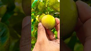 ഇന്ന് സീഡ്‌ലെസ് ലെമൺ വിളവെടുത്തു 😍😍😍😍#garden #fruits