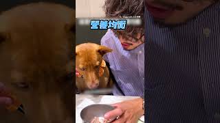 主人狂碎念 汪緊盯肉肉OS：說完沒？ #寵物 #shorts @funny_videos